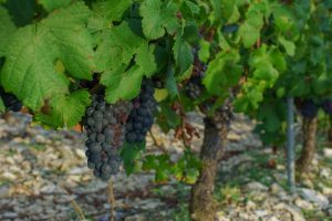 Pinot Noir grappe
